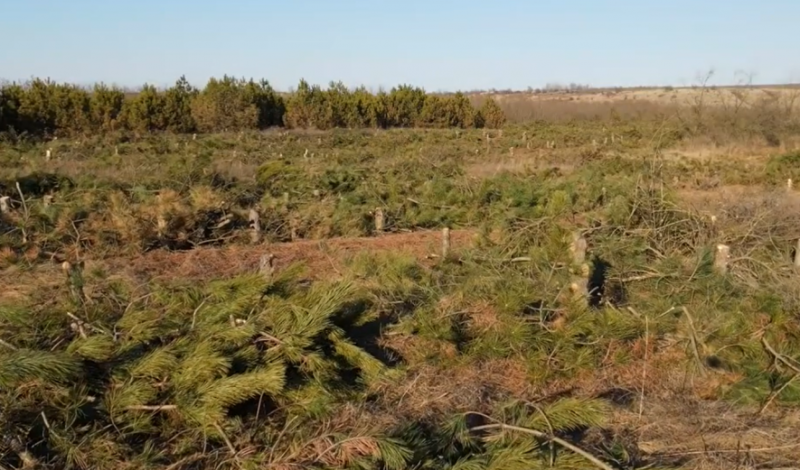Экологическая катастрофа: в Одесской области неизвестные спилили 150 тысяч деревьев, - ВИДЕО 