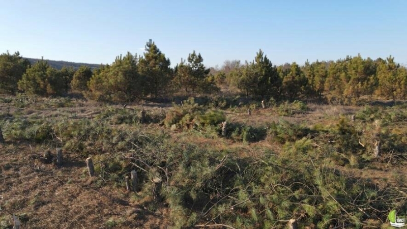 В Одесской области уничтожили около 150 тысяч деревьев под незаконный карьер, - ФОТО