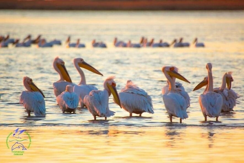 До Одещини завітали рожеві пелікани, - ФОТО