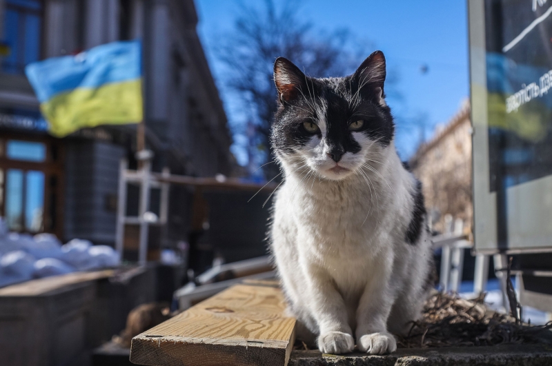 «Молитва за Украину». Одесская опера призвала закрыть небо над страной  