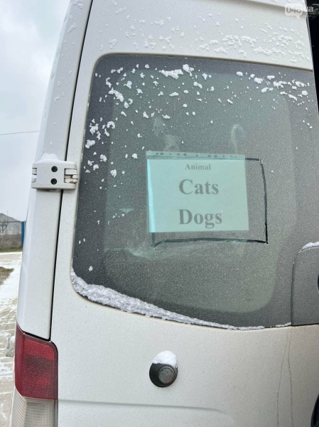 Одеський притулок для тварин евакуює понад 30 котів та собак до Німеччини, - ФОТО