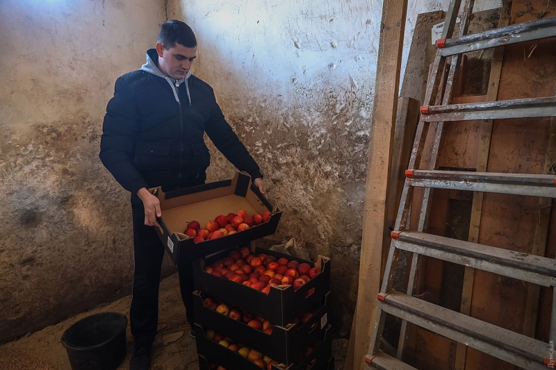 Одесский ипподром: овса осталось на месяц, но тренировки лошадей не отменяли  