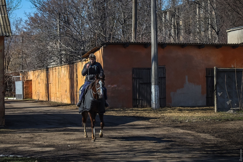 Одесский ипподром: овса осталось на месяц, но тренировки лошадей не отменяли  