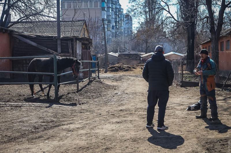 Одесский ипподром: овса осталось на месяц, но тренировки лошадей не отменяли  