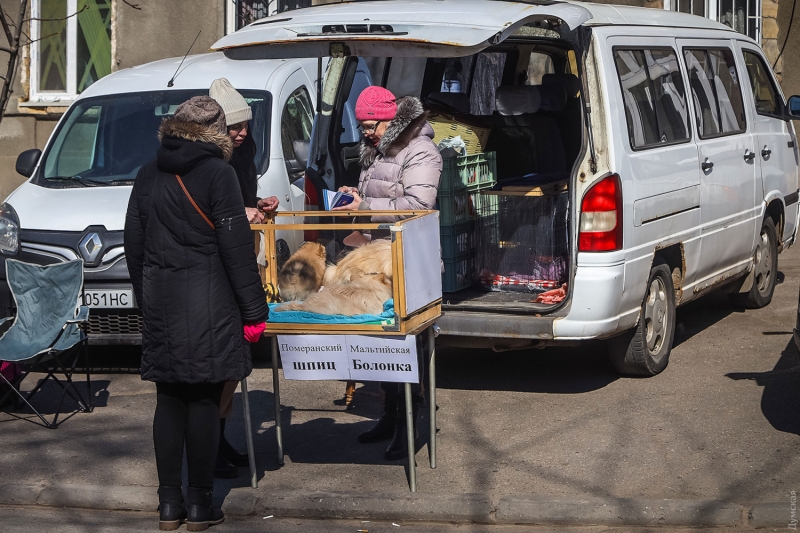 Первый день работы Староконки: щенки и кролики от стресса, спрос на пленку для окон, газовые горелки и самогонные аппараты  