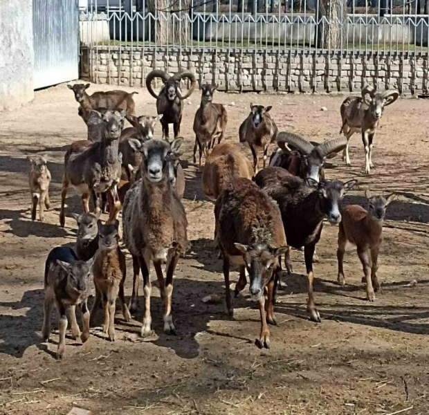 В Одеському зоопарку народилися муфлони, - ФОТО