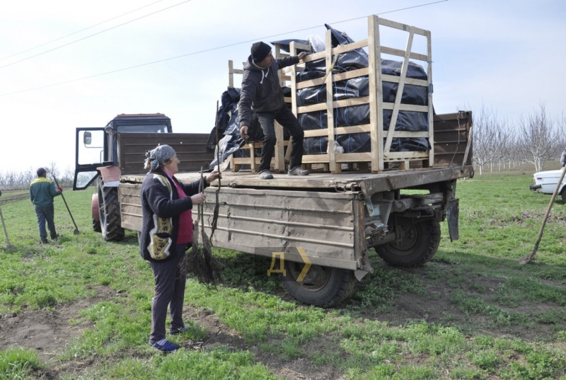 На юге Одесской области предприятие высадило сотни ореховых саженцев из Франции