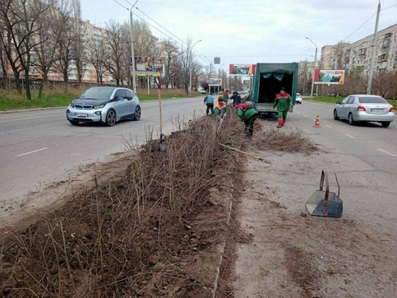 В Одесі продовжують висадку молодих дерев та кущів, - ФОТО