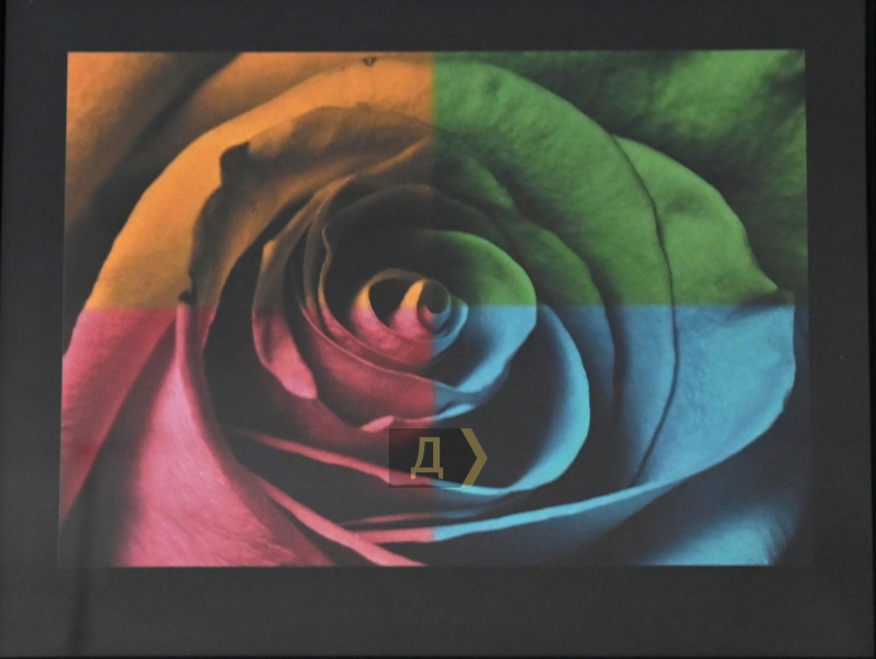 «Грезы роз» не боятся угроз. Одесские художники изобразили королеву цветов во время войны  