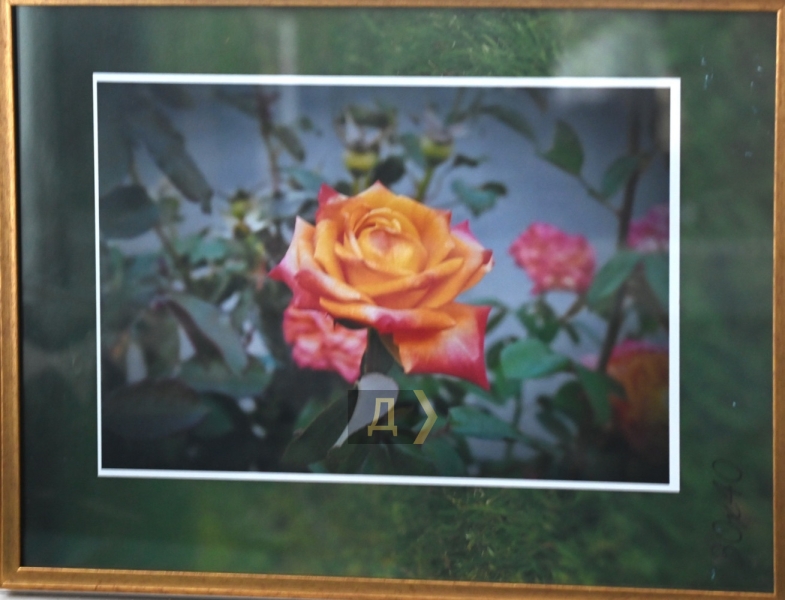 «Грезы роз» не боятся угроз. Одесские художники изобразили королеву цветов во время войны  