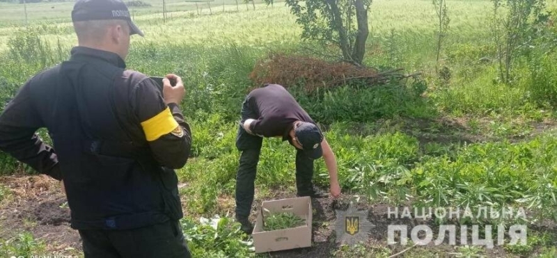 На Одещині знайшли дбайливо оброблені кущі конопель,- ФОТО