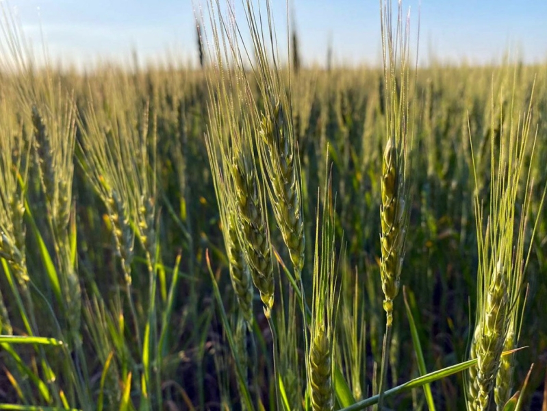 Нужен дождь! В Одесской области урожай ранних зерновых под угрозой из-за засухи  