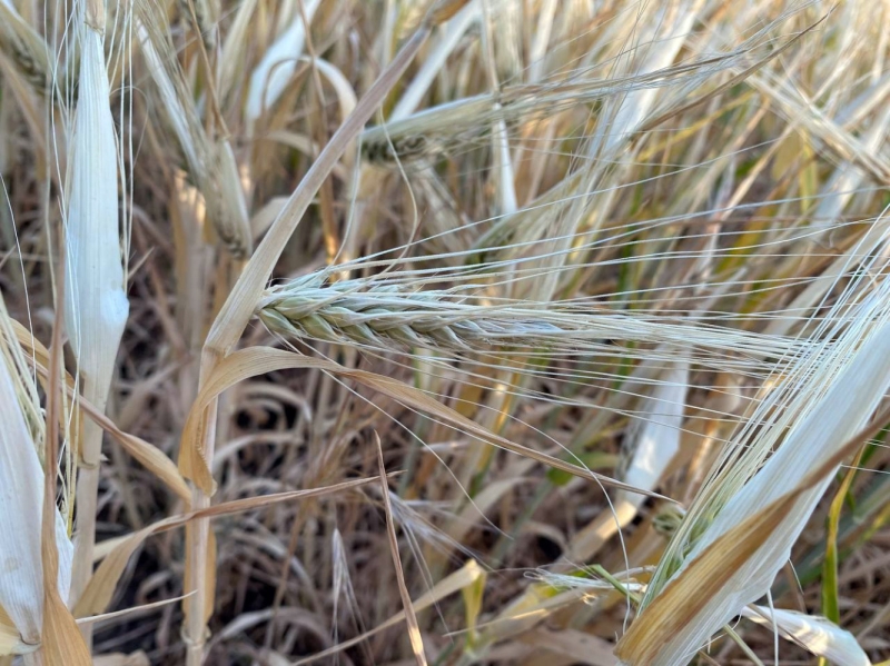 Нужен дождь! В Одесской области урожай ранних зерновых под угрозой из-за засухи  