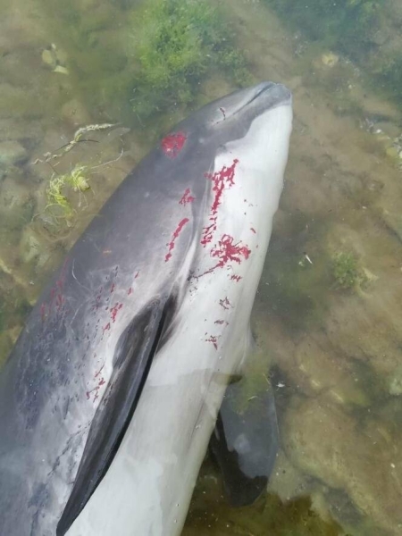 У Черному морі від війни страждають дельфіни, вони поранені та з опіками,- ФОТО 18+