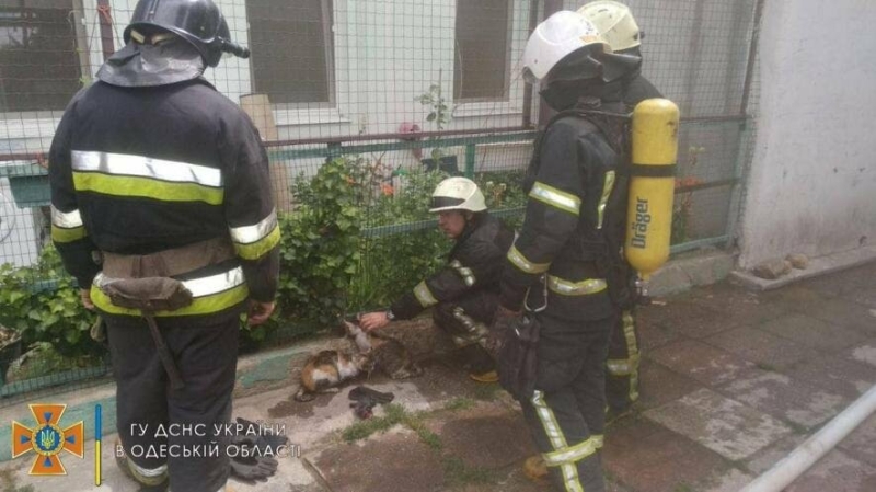 В Одесі пожежники врятували з квартири трьох котів, які надихалися димом, - ФОТО