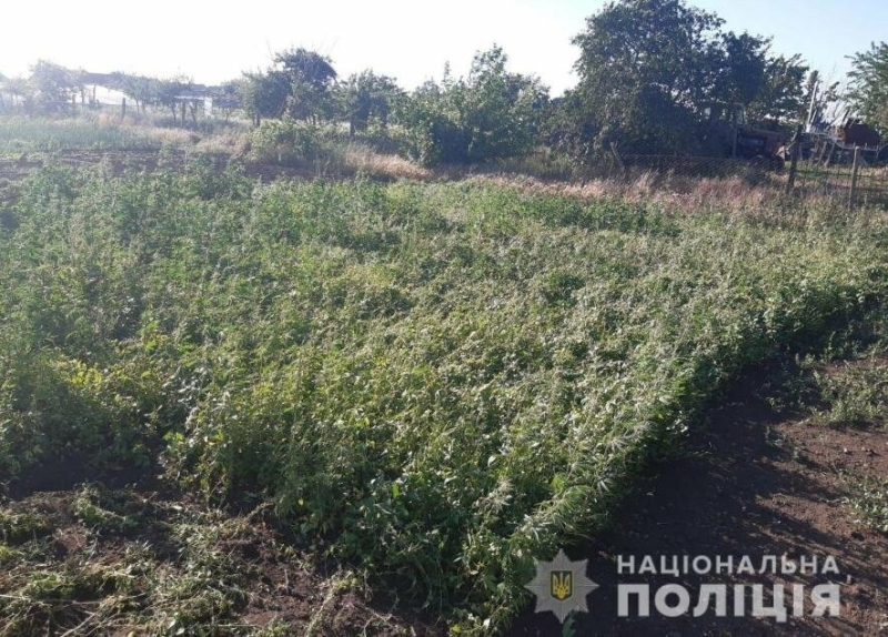 Жителька Одещини виростила біля будинку більше 200 кущів конопель, - ФОТО