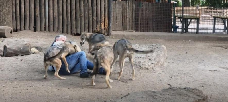 Директор Одеського зоопарку не зміг приборкати вовка, - ВІДЕО