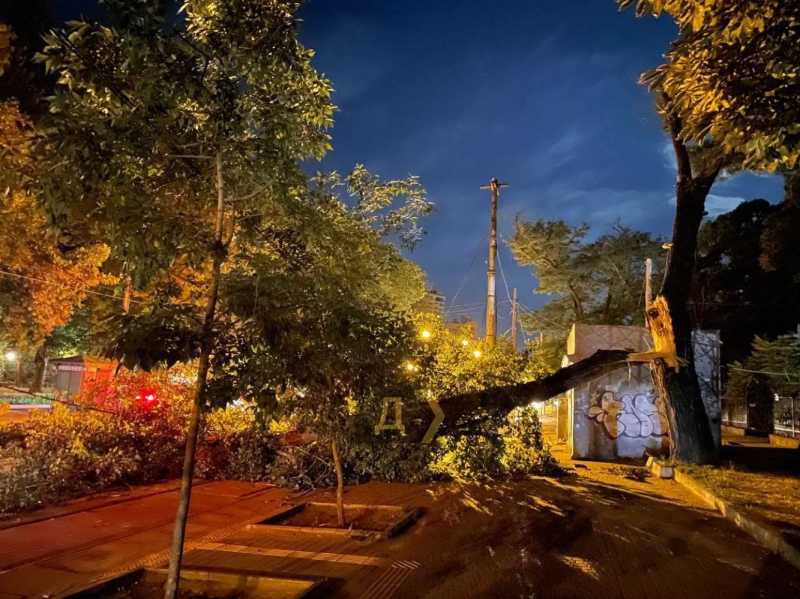 На Французском бульваре дерево упало на припаркованный автомобиль  