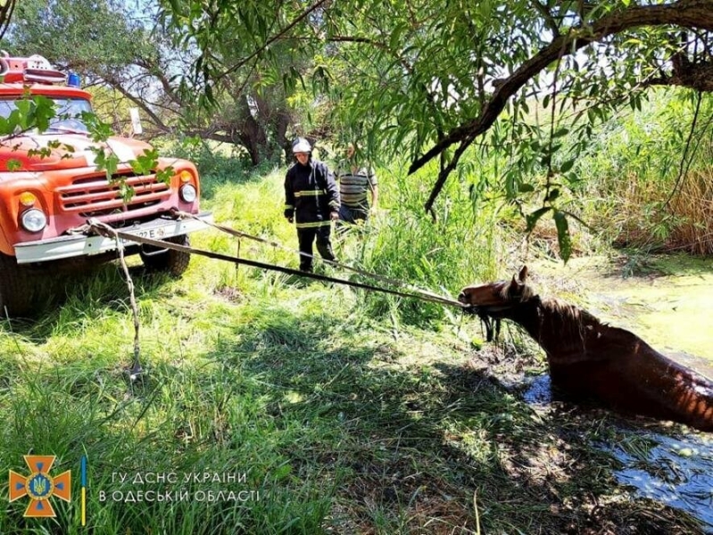 Рятувальники Одеської області визволили коня з пастки, - ФОТО 