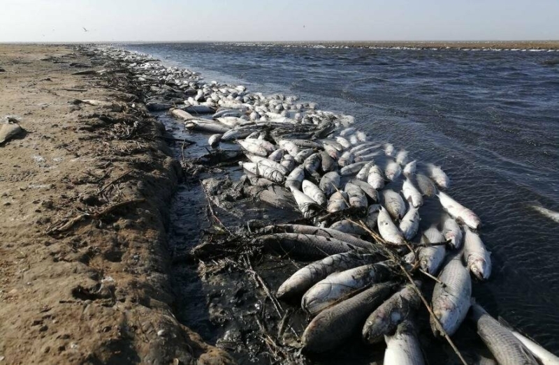 У Хаджибейському лимані на Одещині виявили масову загибель пеленгасів, - ФОТО