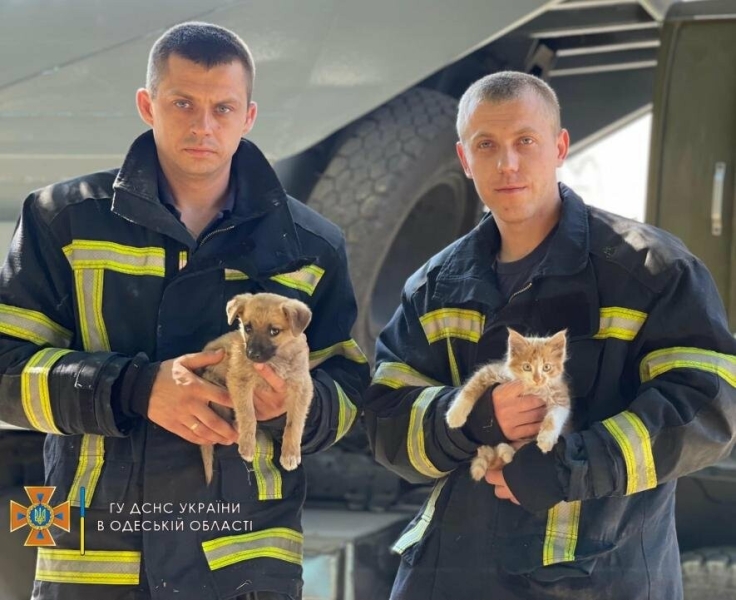 Врятоване після ракетного удару по Одещині цуценя шукає сім'ю, - ФОТО