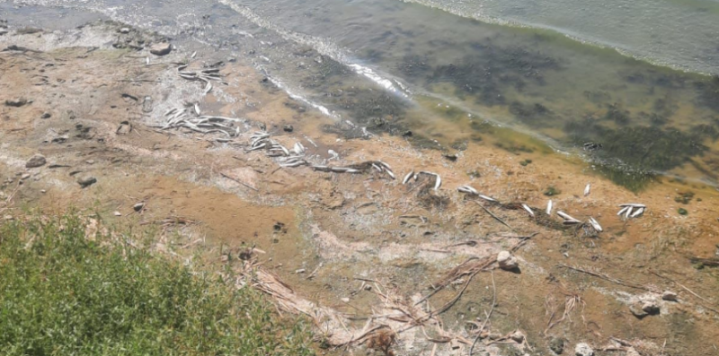 Зелена вода та неприємний запах: на Хаджибейському лимані масово гине риба