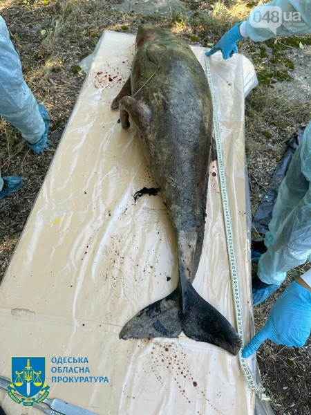 Екоцид: Одеська прокуратура розпочала кримінальне провадження за фактом загибелі дельфінів у Чорному морі,- ВІДЕО