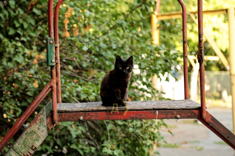 Осень в Одессе: коты, солнечные улочки и уходящее тепло (фотозарисовка)