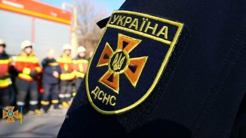 В Одесі рятувальники допомогли зняти з дерева перелякану кішку, - ФОТО 