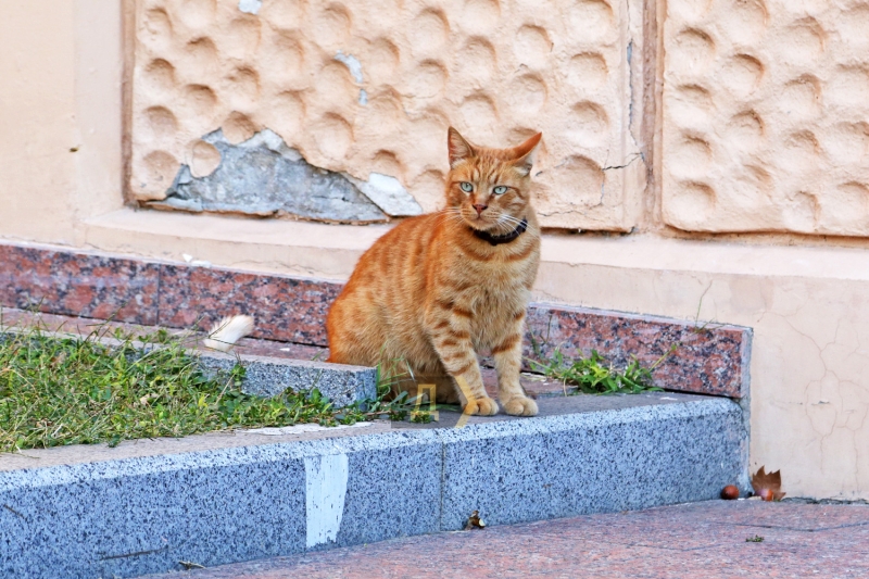 Коты, каштановый дождь и одесситки: октябрь вступил в свои права (фотозарисовка)