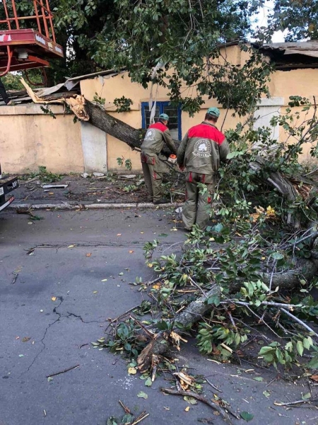 В Одесі непогода повалила 12 дерев та великих гілок, - ФОТО 