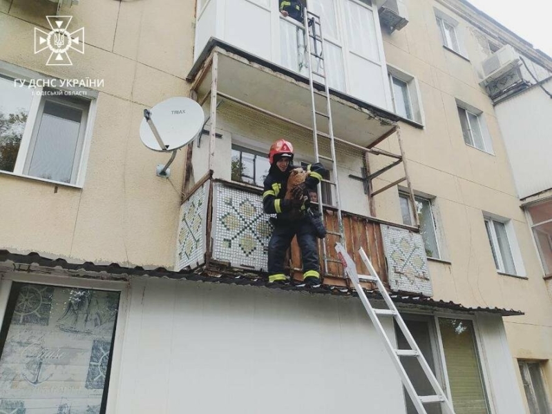 Врятували двох собак: в Одесі через залишену без нагляду увімкнену плиту ледь не спалахнула пожежа, - ФОТО