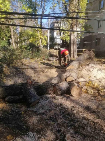 В Одессе непогода повалила деревья