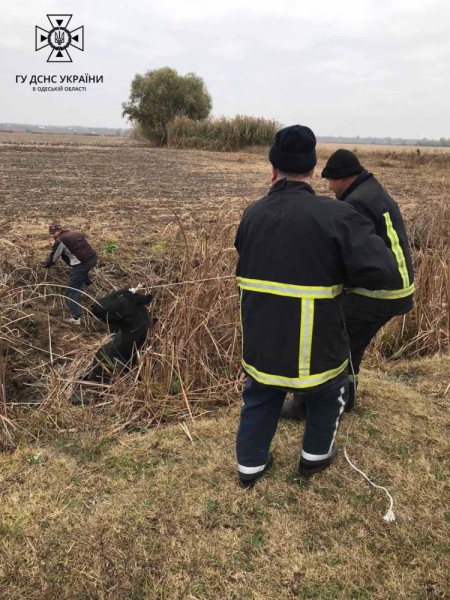 В Одесской области корова застряла в болоте: спасатели пришли ей на помощь