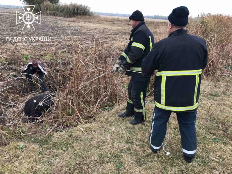 В Одесской области корова застряла в болоте: спасатели пришли ей на помощь