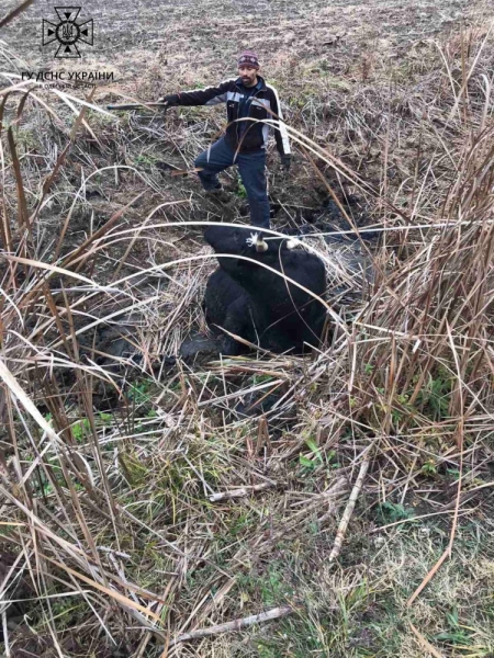 В Одесской области корова застряла в болоте: спасатели пришли ей на помощь