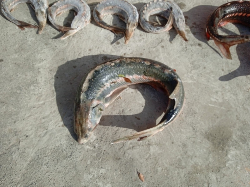 В Одесской области задержали трех браконьеров, которые незаконно продавали черную икру и краснокнижную рыбу  