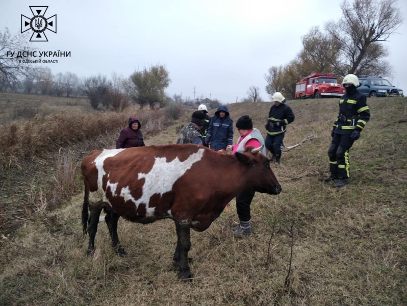 В Измаильском районе спасатели достали корову из болота