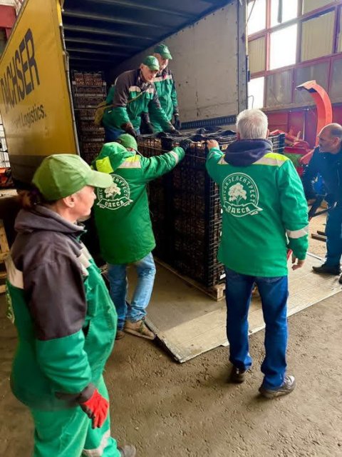 Одесса получила подарок от Нидерландов – 98 тысяч луковиц разноцветных тюльпанов