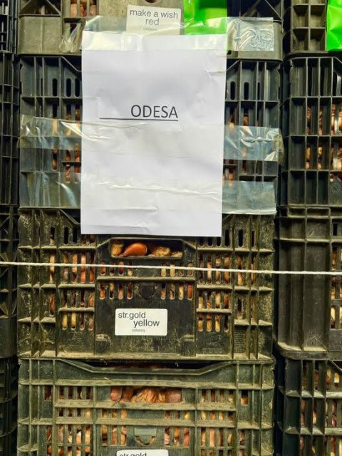 Одесса получила подарок от Нидерландов – 98 тысяч луковиц разноцветных тюльпанов