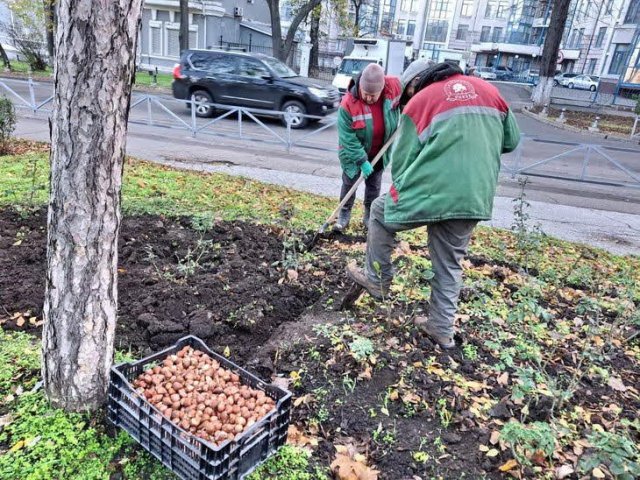 Одесса получила подарок от Нидерландов – 98 тысяч луковиц разноцветных тюльпанов