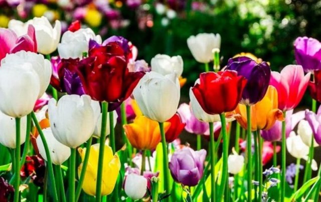 В Стамбульском парке Одессы высадили 3700 тюльпанов на клумбе в форме сердца