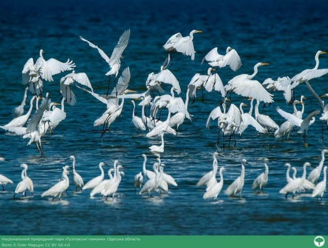 Три фото из Одесщины вошли в 10 лучших в национальном конкурсе «Вики любит Землю»