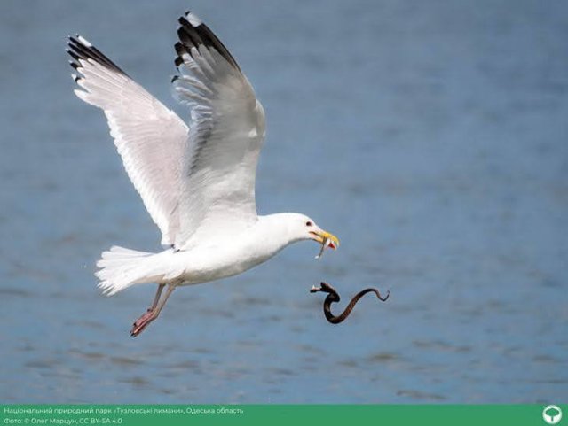 Три фото из Одесщины вошли в 10 лучших в национальном конкурсе «Вики любит Землю»
