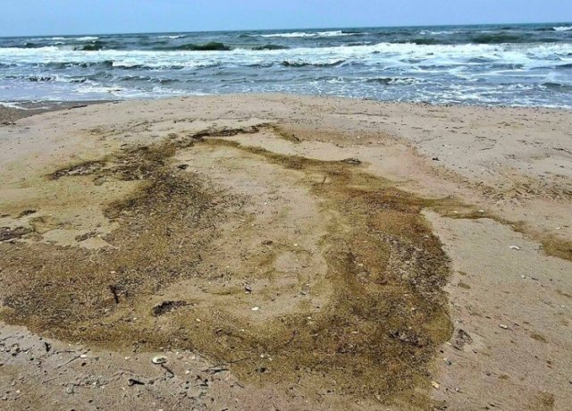 В Одеській області через розлив олії після атаки РФ загинула понад 1 тис. птахів