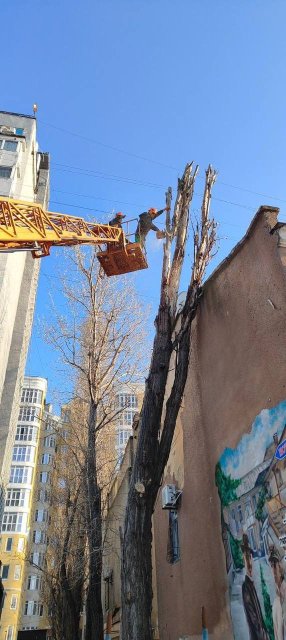 Через негоду в Одесі повалено 26 дерев та великих гілок