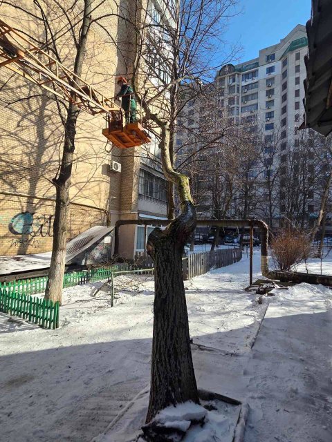 Через негоду в Одесі повалено 26 дерев та великих гілок