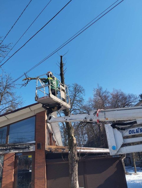 Через негоду в Одесі повалено 26 дерев та великих гілок