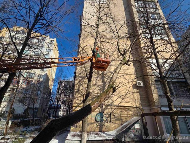 Через негоду в Одесі повалено 26 дерев та великих гілок