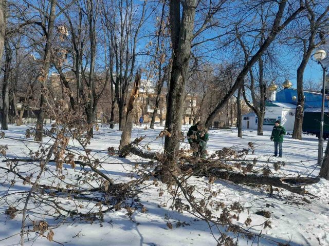 Через негоду в Одесі повалено 26 дерев та великих гілок